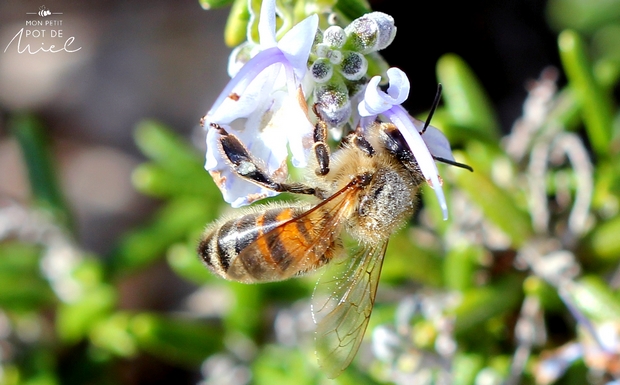 Top 5 des rois de la pollinisation